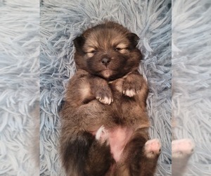 Pomeranian Puppy for sale in HOUSTON, TX, USA