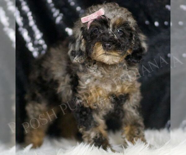 Medium Photo #3 Poodle (Toy) Puppy For Sale in WARSAW, IN, USA