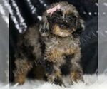 Small #2 Poodle (Toy)