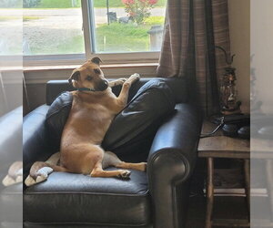 River - Female Mutt Dog for Adoption - Photo #4