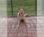 Small Photo #5 American Staffordshire Terrier-Unknown Mix Puppy For Sale in Spotsylvania, VA, USA