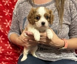 Small Photo #2 Cavalier King Charles Spaniel Puppy For Sale in VICTORIA, TX, USA