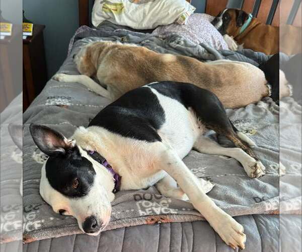 Medium Photo #7 Mutt Puppy For Sale in Shillington, PA, USA