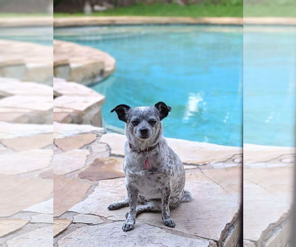 Medium Photo #4 Chiweenie Puppy For Sale in Princeton, MN, USA