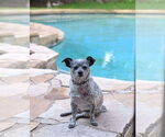 Small #3 Chiweenie