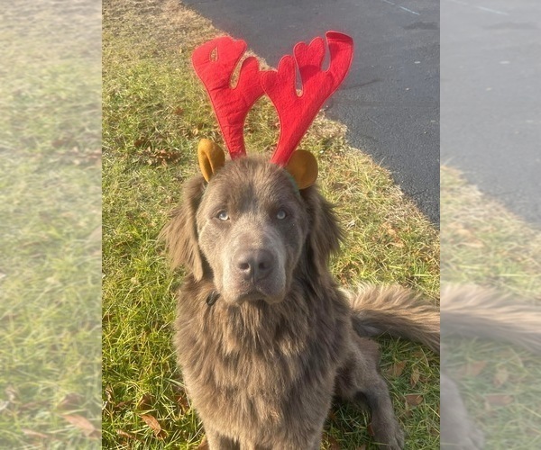 Medium Photo #1 Newfoundland Puppy For Sale in MARTINSBURG, WV, USA