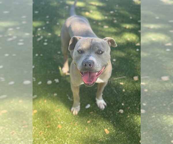 Medium Photo #3 American Pit Bull Terrier Puppy For Sale in Salinas, CA, USA