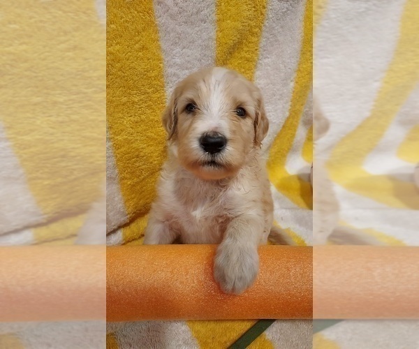Medium Photo #82 Bordoodle Puppy For Sale in COPPERAS COVE, TX, USA