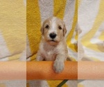 Small Photo #82 Bordoodle Puppy For Sale in COPPERAS COVE, TX, USA