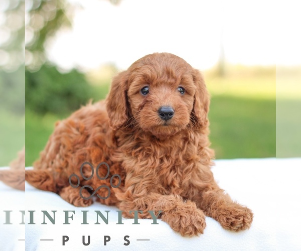 Medium Photo #5 Goldendoodle (Miniature) Puppy For Sale in LITITZ, PA, USA