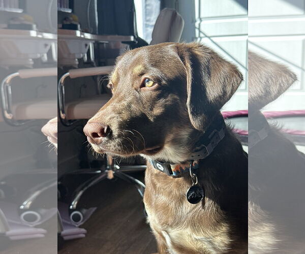 Medium Photo #2 Border-Aussie Puppy For Sale in MIDWAY, UT, USA