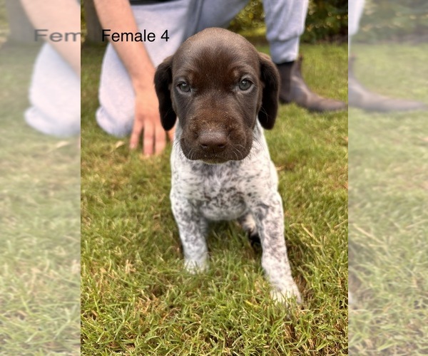 Medium Photo #12 German Shorthaired Pointer Puppy For Sale in VALLEY CENTER, CA, USA