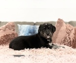 Small Photo #3 Goberian Puppy For Sale in MAINEVILLE, OH, USA