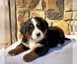 Bernese Mountain Dog Puppy for sale in WEST GROVE, PA, USA