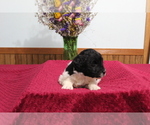 Puppy 6 Newfypoo