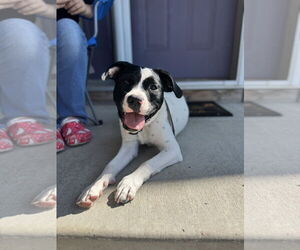 Dottie - Female Lab-Pointer Dog for Adoption - Photo #6