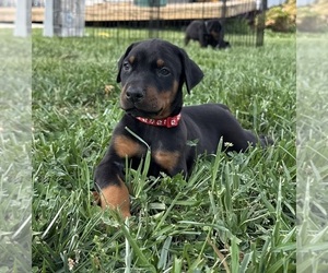 Doberman Pinscher Puppy for sale in NEWTON, NC, USA