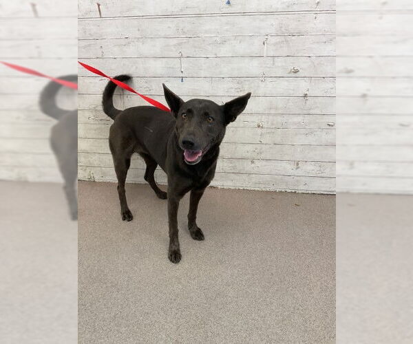 Medium Photo #1 German Shepherd Dog-Unknown Mix Puppy For Sale in San Bernardino, CA, USA