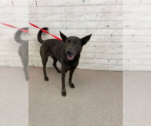 German Shepherd Dog-Unknown Mix Dogs for adoption in San Bernardino, CA, USA