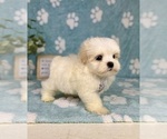 Small #6 Mal-Shi