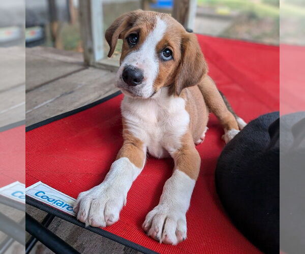 Medium Photo #4 Bernese Mountain Dog-Unknown Mix Puppy For Sale in Vail, AZ, USA