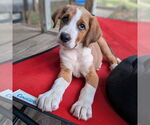 Small #3 Bernese Mountain Dog Mix