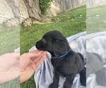 Small Photo #13 Labrador Retriever Puppy For Sale in IDAHO FALLS, ID, USA