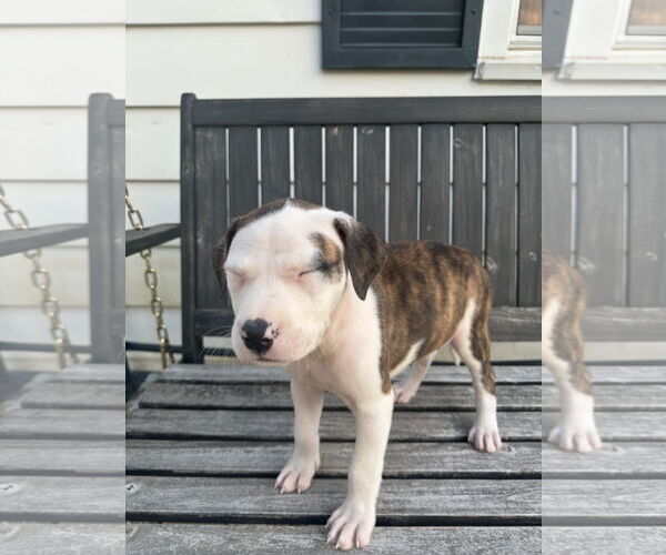 Medium Photo #13 American Bulldog-Labrador Retriever Mix Puppy For Sale in Columbus, IN, USA