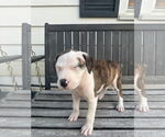 Small #12 American Bulldog-Labrador Retriever Mix