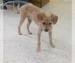 Small #4 Chihuahua Mix