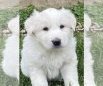 Small #1 Great Pyrenees