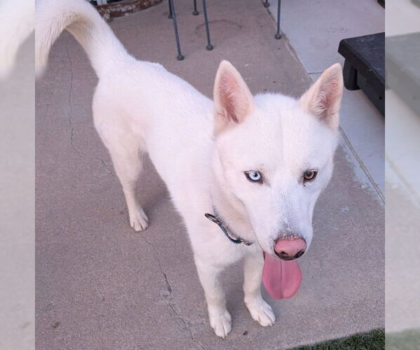 Medium Photo #3 Siberian Husky Puppy For Sale in Omaha, NE, USA