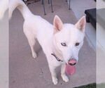 Small #2 Siberian Husky