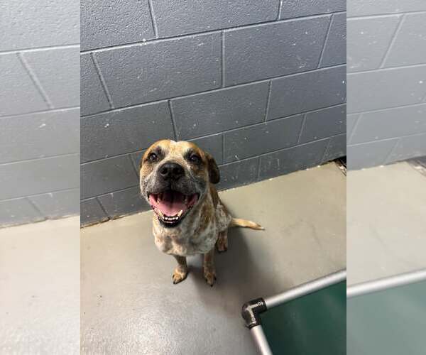 Medium Photo #3 Mutt Puppy For Sale in Rowlett, TX, USA