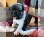 Small Photo #4 French Bulldog Puppy For Sale in SEYMOUR, MO, USA