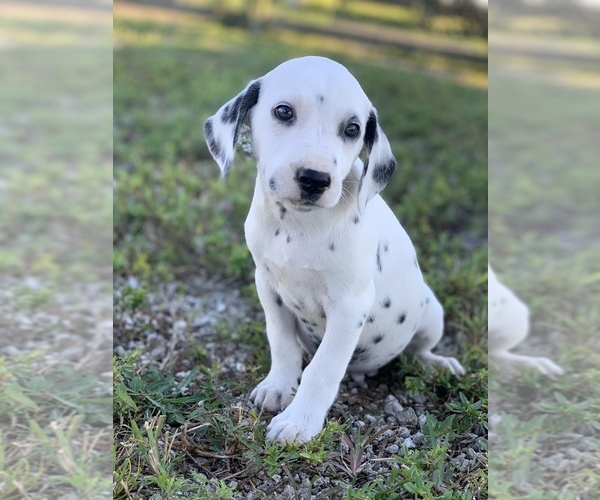 Medium Photo #4 Dalmatian Puppy For Sale in MERRITT IS, FL, USA