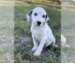 Small Photo #4 Dalmatian Puppy For Sale in MERRITT IS, FL, USA