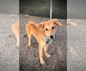 Retriever -Unknown Mix Dogs for adoption in Crystal , MN, USA