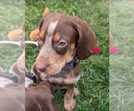 Small Photo #13 Coonhound Puppy For Sale in Holly Springs, NC, USA