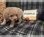 Small #23 Goldendoodle