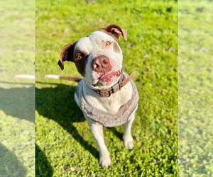 Gumbo - Male American Bulldog-German Shorthaired Pointer Mix Dog for Adoption - Photo #5