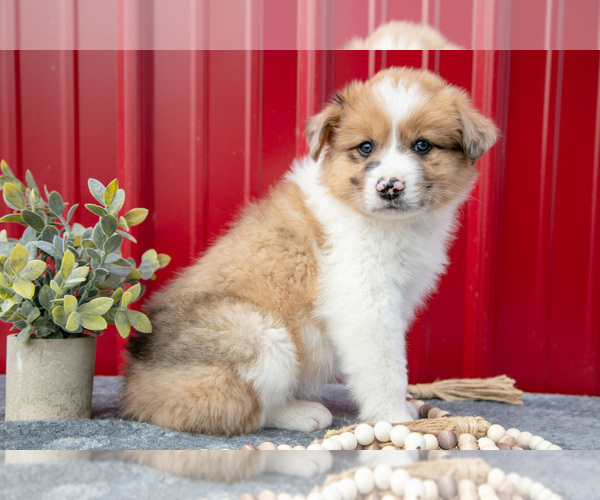 Medium Photo #12 Australian Shepherd Puppy For Sale in GREENFIELD, OH, USA