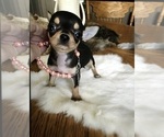 Small Photo #2 Chihuahua Puppy For Sale in TRACY, CA, USA