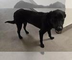 Small Labrador Retriever
