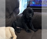 Small Photo #1 Labrador Retriever Puppy For Sale in THORNTON, CO, USA