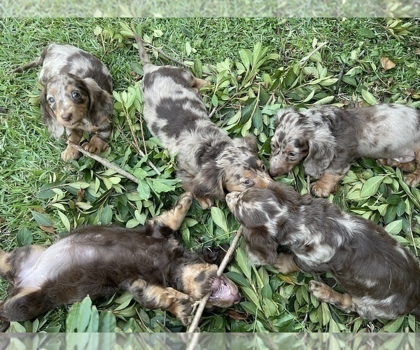 Medium Photo #5 Dachshund Puppy For Sale in KILN, MS, USA