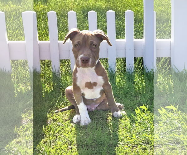 Medium Photo #4 Labrador Retriever-Unknown Mix Puppy For Sale in Unionville, PA, USA