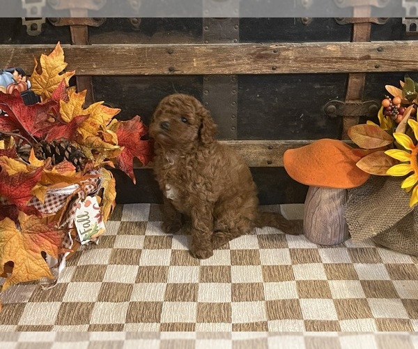 Medium Photo #4 Cavapoo (Miniature) Puppy For Sale in FULTON, KS, USA