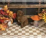 Annie - Female Cavapoo (Miniature) Puppy for Sale - Photo #4