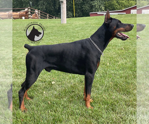 Father of the Doberman Pinscher puppies born on 10/17/2025
